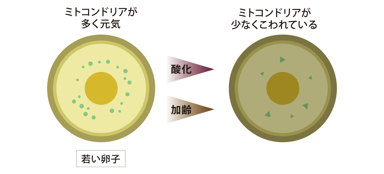 卵子の質が悪い例