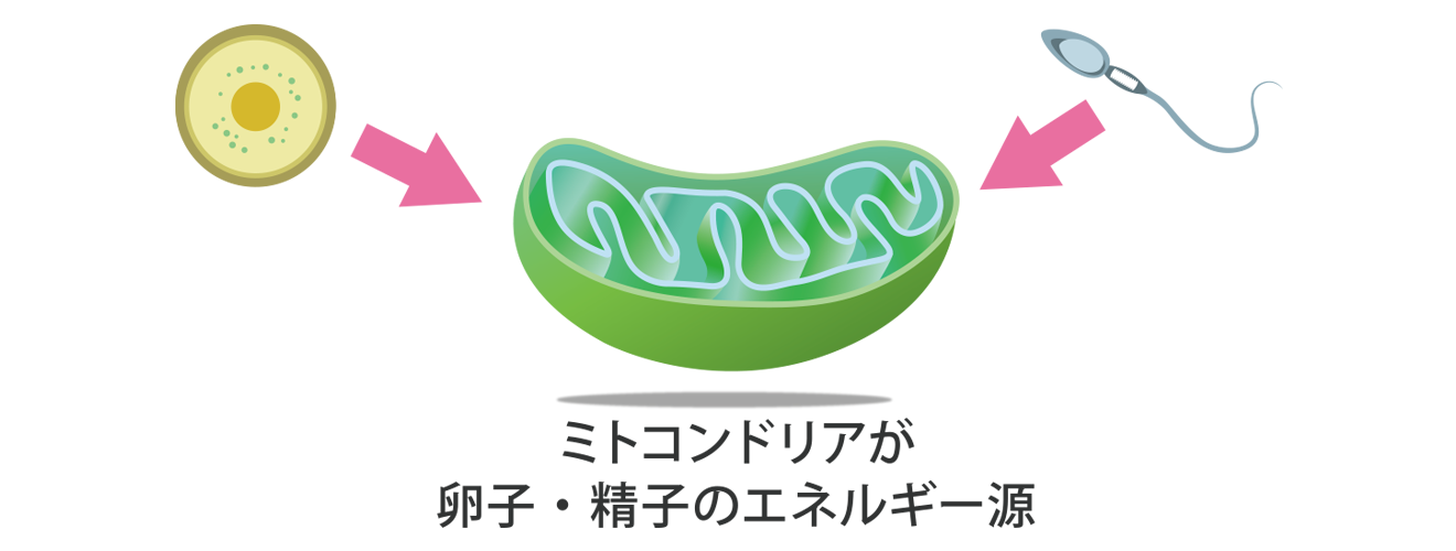 精子、卵子のミトコンドリア