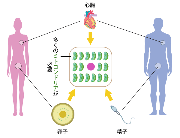 ミトコンドリアを増やし活性化させるイースタティックミネラル ー 卵子、精子へのアプローチ ｜ 健康新聞デジタルニュース