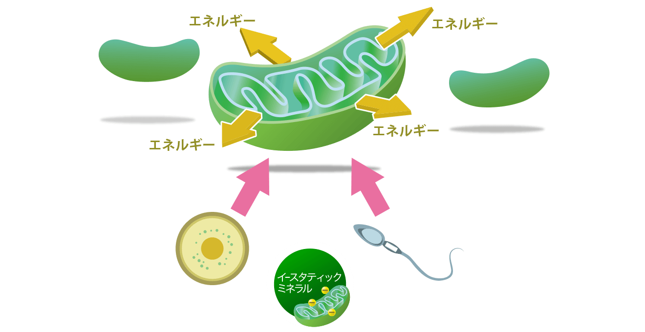 ミトコンドリアを増やし活性化させるイースタティックミネラル ー 卵子、精子へのアプローチ ｜ 健康新聞デジタルニュース